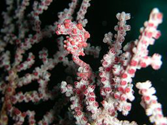 Pygmy seahorse